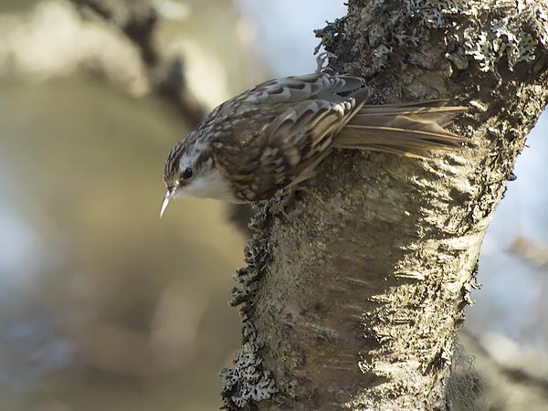 Puukiipijä, Eurasian Treecreeper, Certhia familiaris